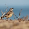 Skrivan dudkovity - Alaemon alaudipes - Greater Hoopoe-Lark o0191